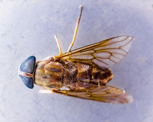 fly insect compound eyes