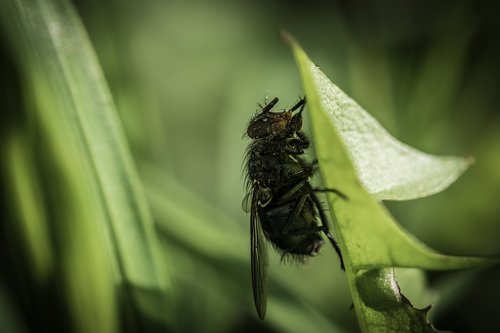 fly  flight  nature