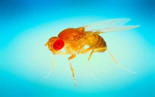 fly insect macro