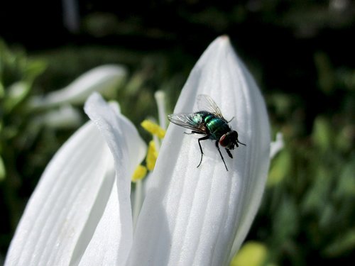 fly  flower  nature