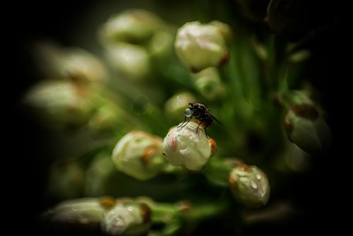 fly  drop  plants