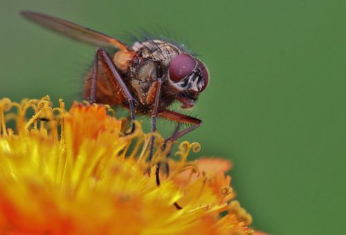 fly compound eyes fly macro