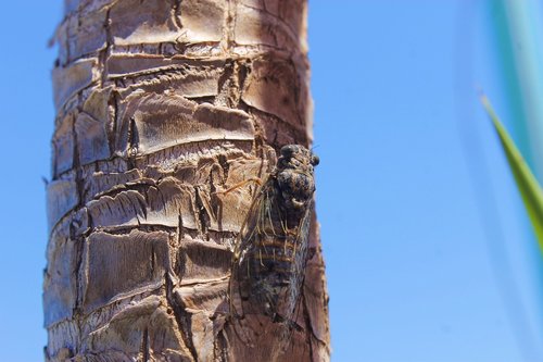 fly  grasshopper  insect