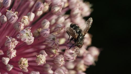 fly flower inflorescence