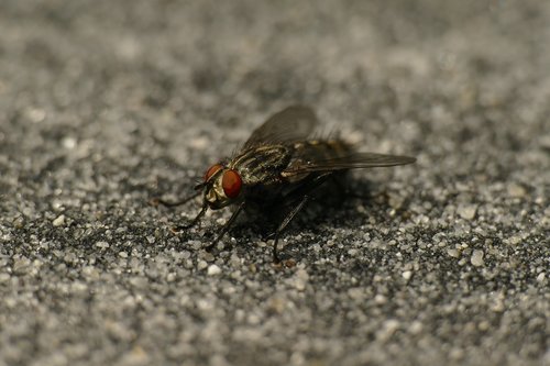 fly  macro  compound eyes