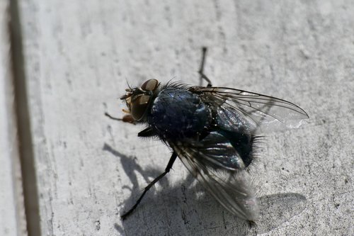 fly  macro  close up
