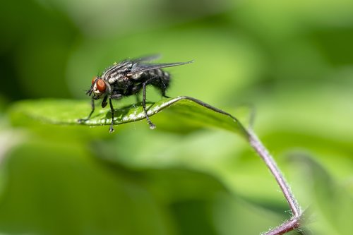 fly  nature  insect