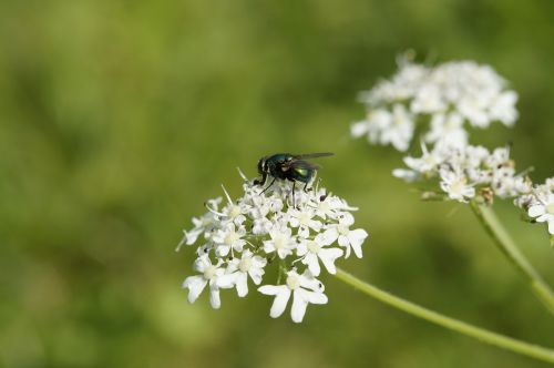 fly flower meadow