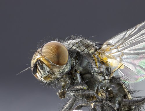 fly  head  close-up