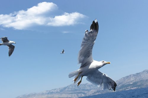 fly  bird  seagull