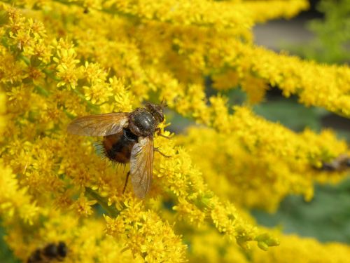 fly yellow plant