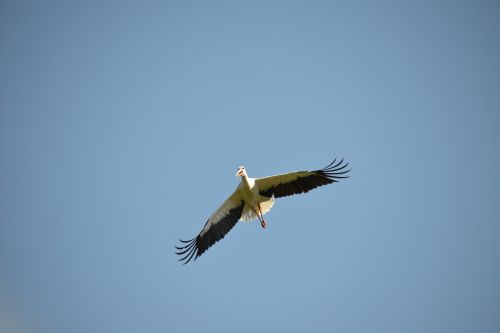 fly stork bird
