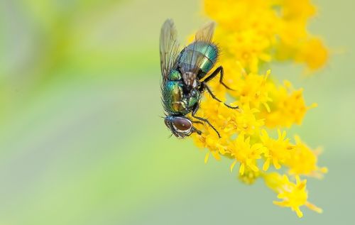 fly macro nature