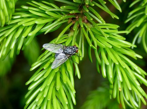 fly nature tree