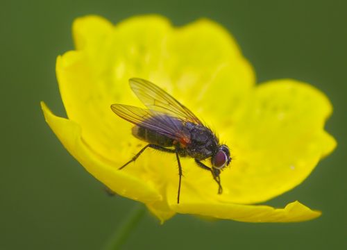 fly macro insect