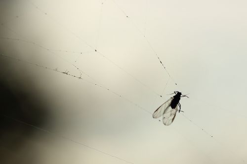fly cobweb back light