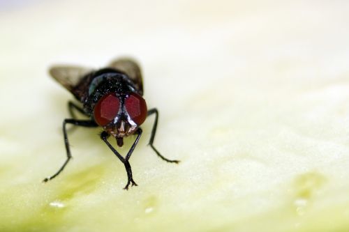 fly beronha insect