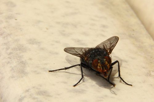 fly housefly insect