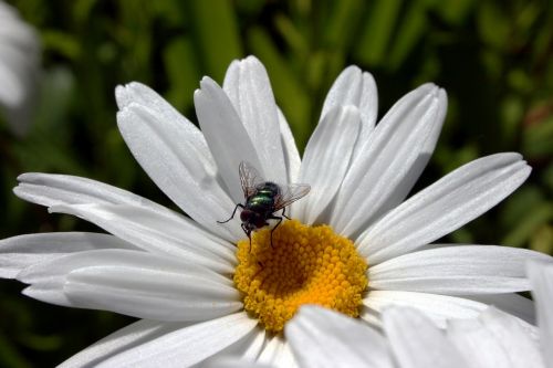 fly marguerite flora