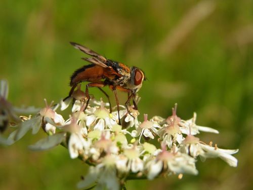 fly insect nature