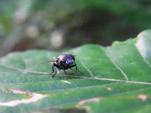 fly insect forest