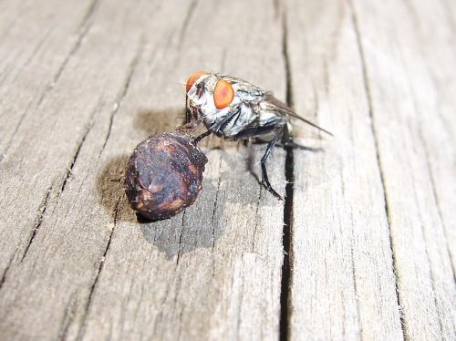 fly eating insect