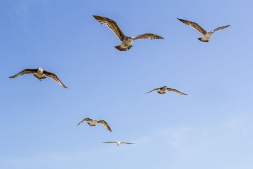 fly wing seagull