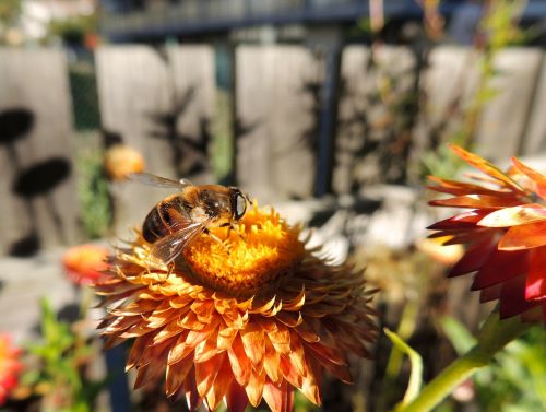 fly bee flower