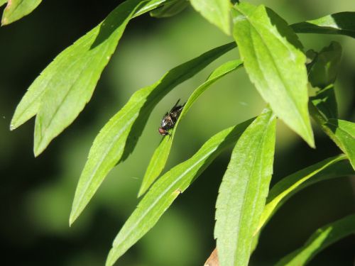 fly leaves green