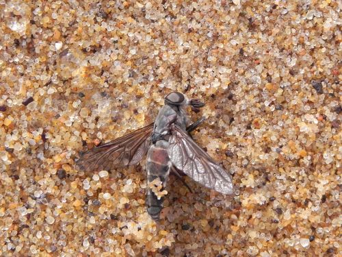 fly dead sand