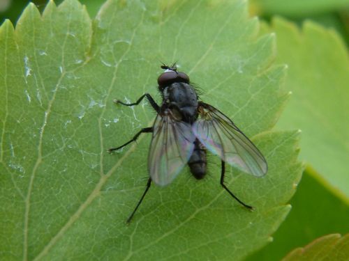 fly leaf close