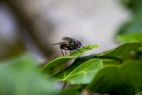 fly bug wings