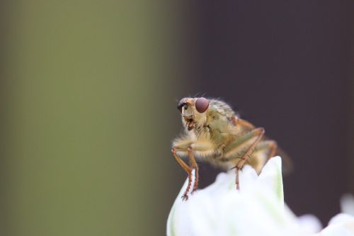fly insect drosophila
