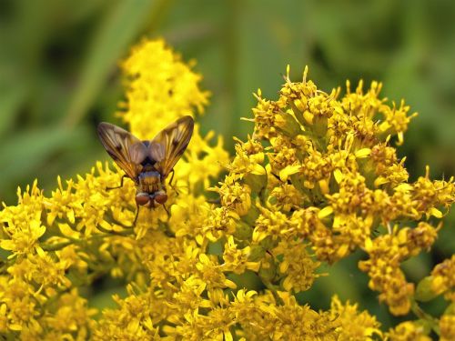 fly yellow flowers