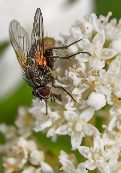 fly hydrangea white flower