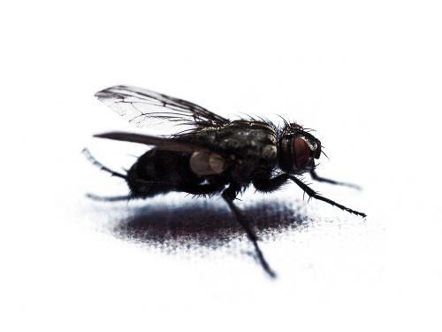 fly housefly macro