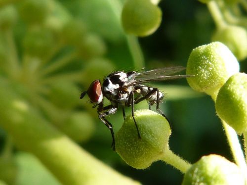 fly nuisance botfly