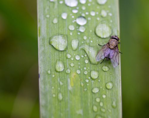 fly drip water