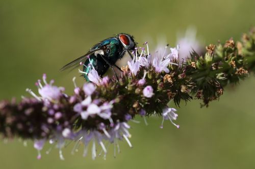 fly insect housefly