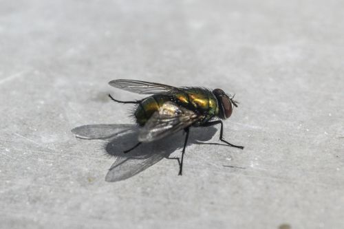 fly insect animal