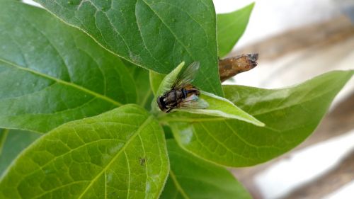 fly flower fly plant