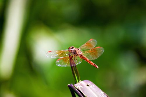 insects dragonfly