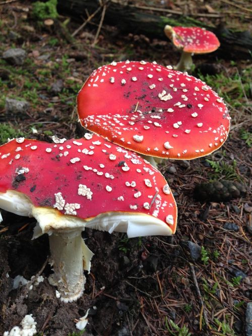 fly agaric red toadstools forest floor