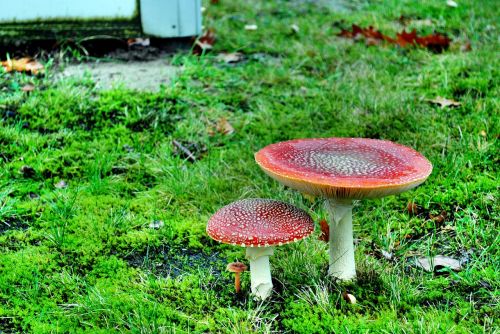 fly agaric mushroom nature