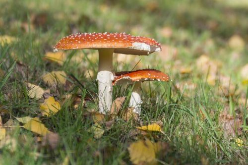 fly agaric meadow autumn