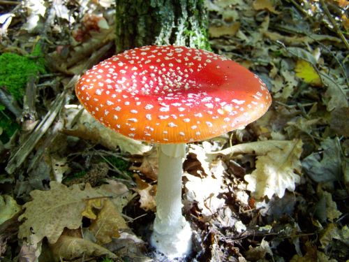 fly-agaric red mushroom nature