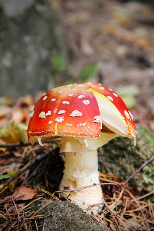 fly agaric forest floor toxic