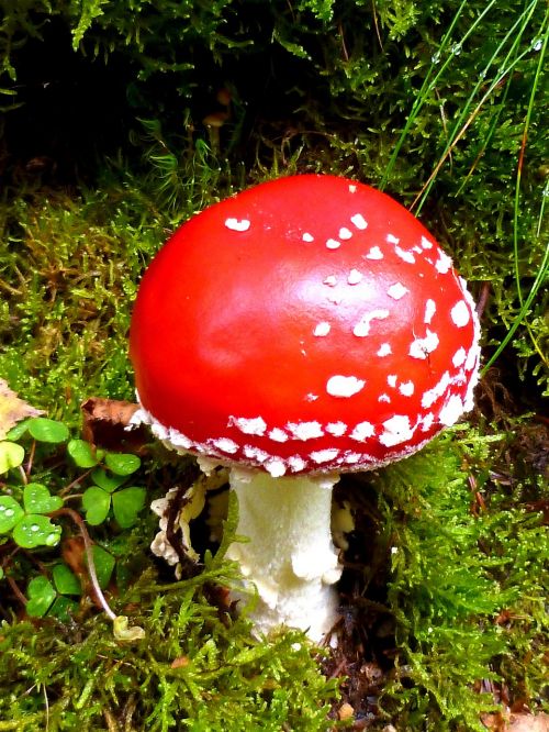 fly agaric forest toxic