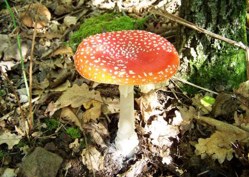 fly-agaric red mushroom nature