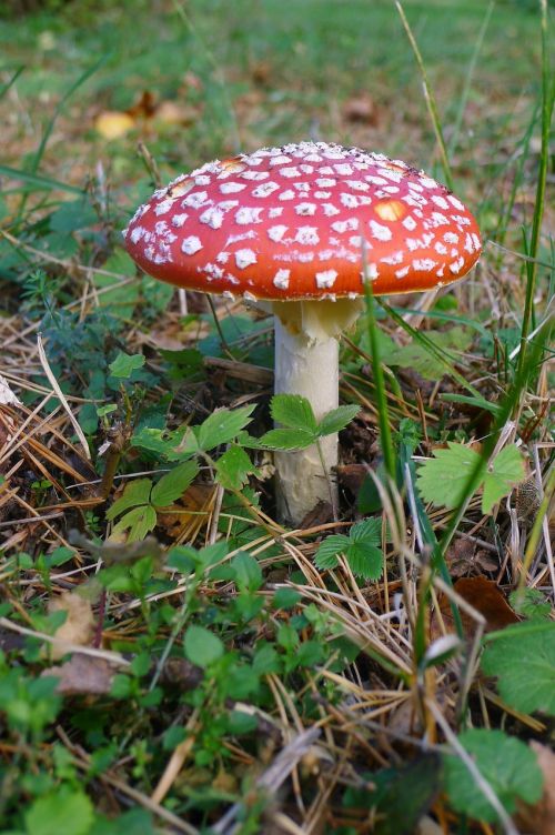 fly agaric autumn forest